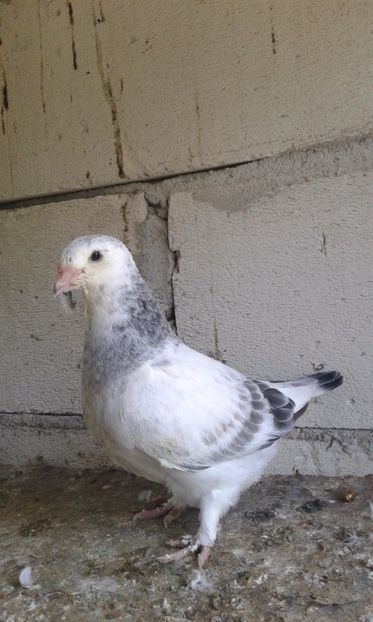  - Pui Albastri si Cuci 2017