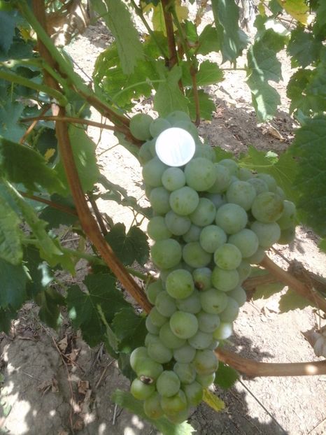 Strugure Tamaioasa romaneasca - TAMAIOASA ROMANEASCA