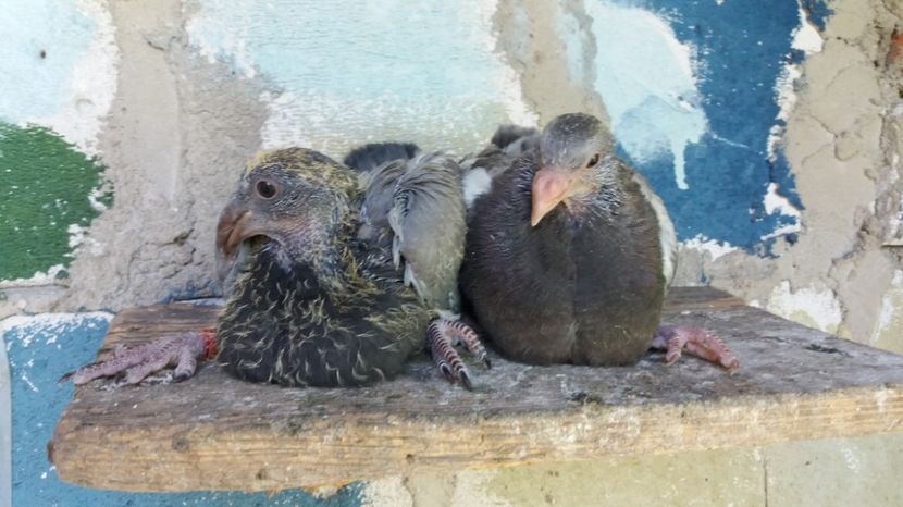 Jiennense şi Palomo ladron - Gusati spanioli