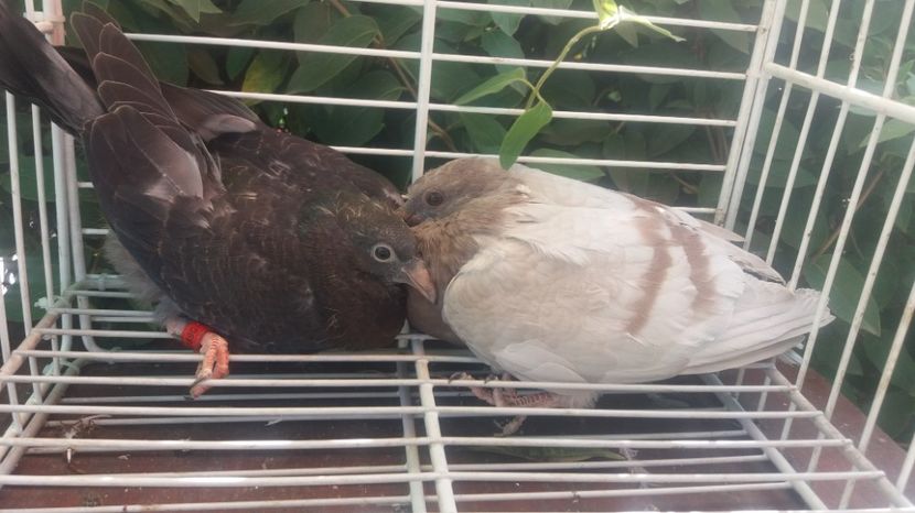 Palomo ladron - Gusati spanioli