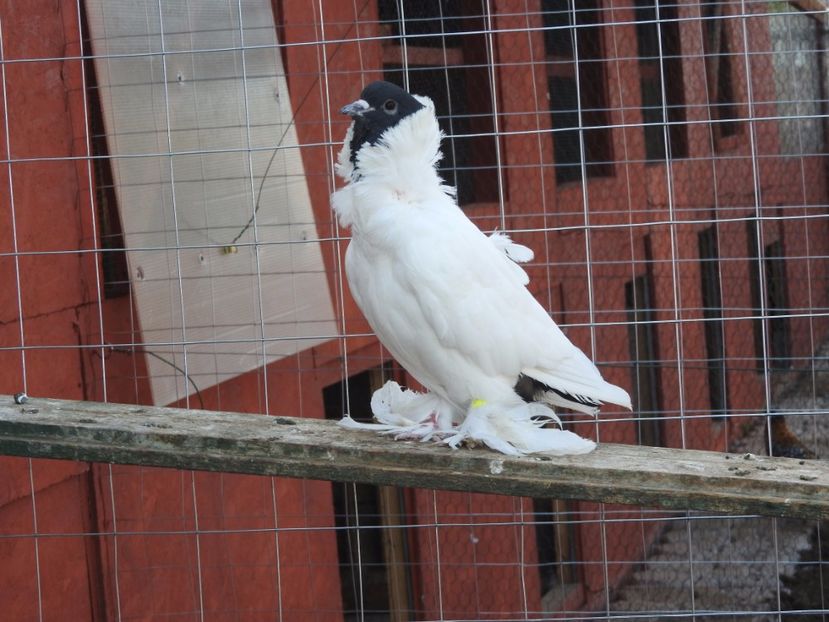  - 08 --- cap- de- maur