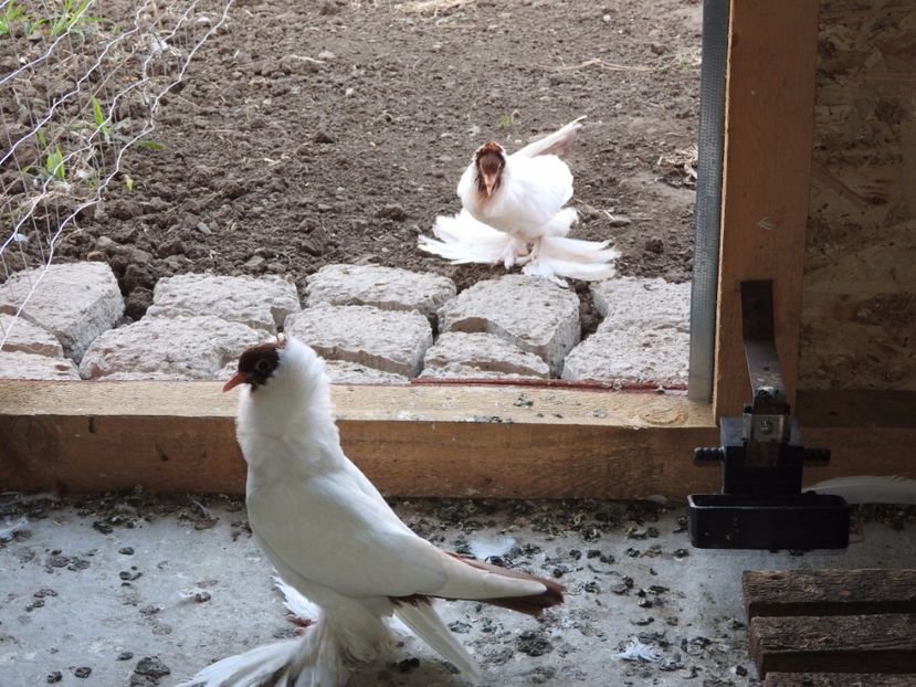  - 08 --- cap- de- maur