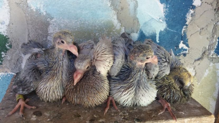 Gaditano de vuelo - Gusati spanioli