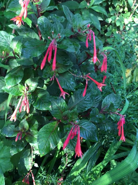 Gartenmeister - Fucsii