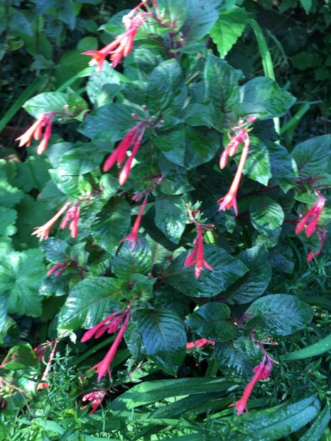 Gartenmeister - Fucsii