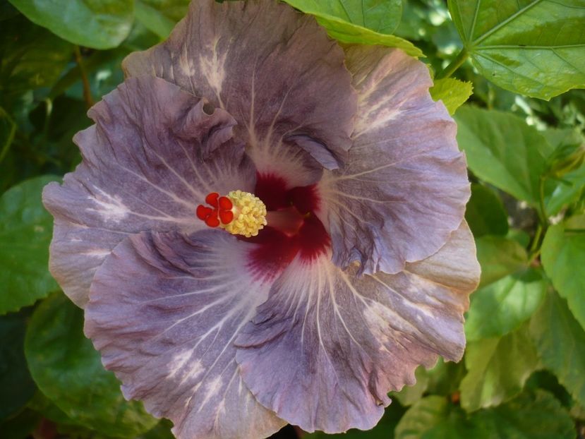 P1340640 - Calm Ocean