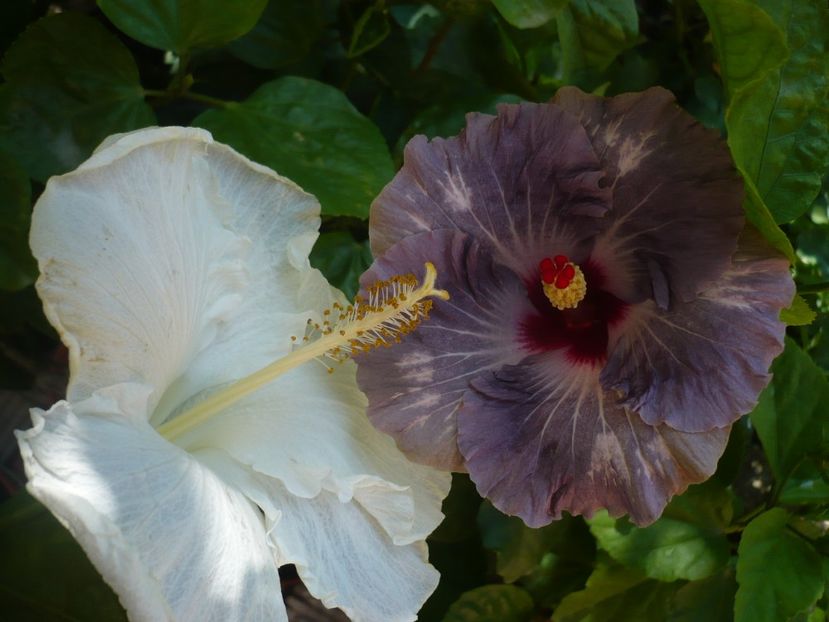 P1340648 - Calm Ocean