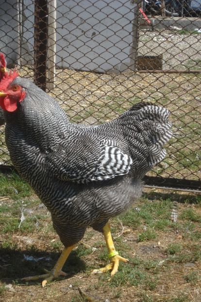  - PUI - TINERET 2017 - SERIA 1