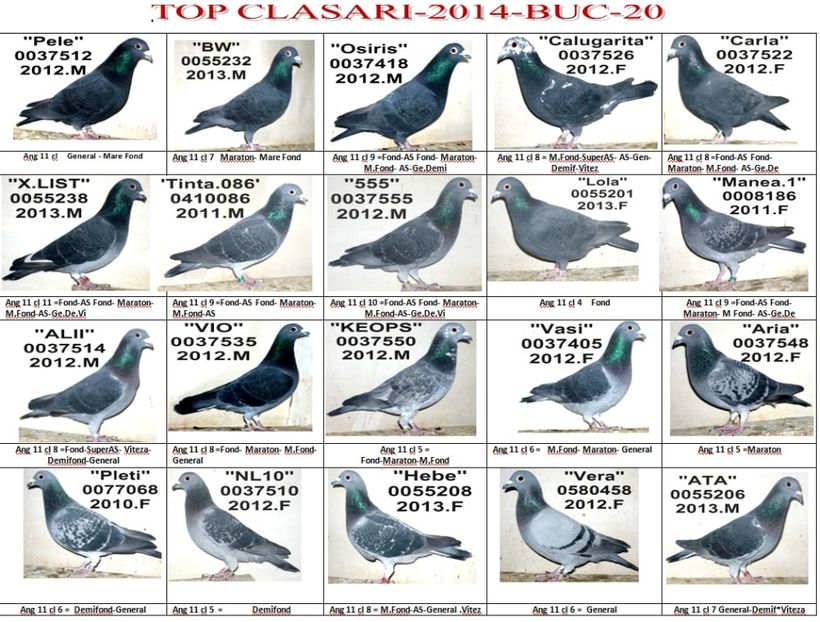 TOT 2014 - TOP CLASARI 2014