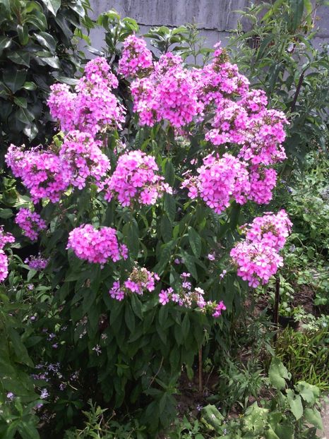  - 01-Flori din curtea mea 2017