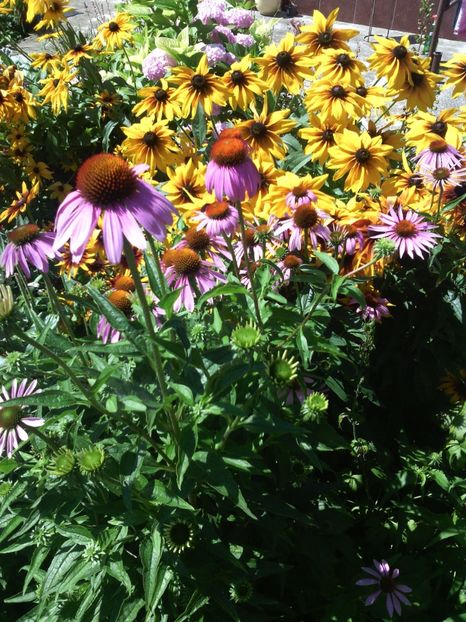  - 01-Flori din curtea mea 2017