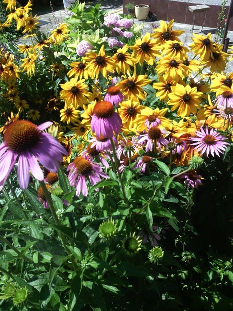  - 01-Flori din curtea mea 2017