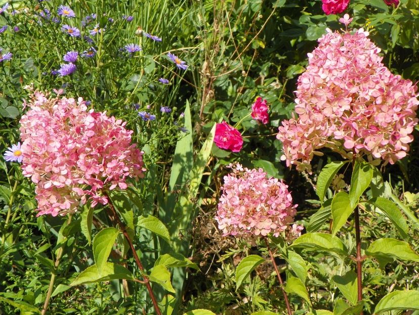 hydrangea pan. Vanille Fraise - Copacei si arbusti 2017