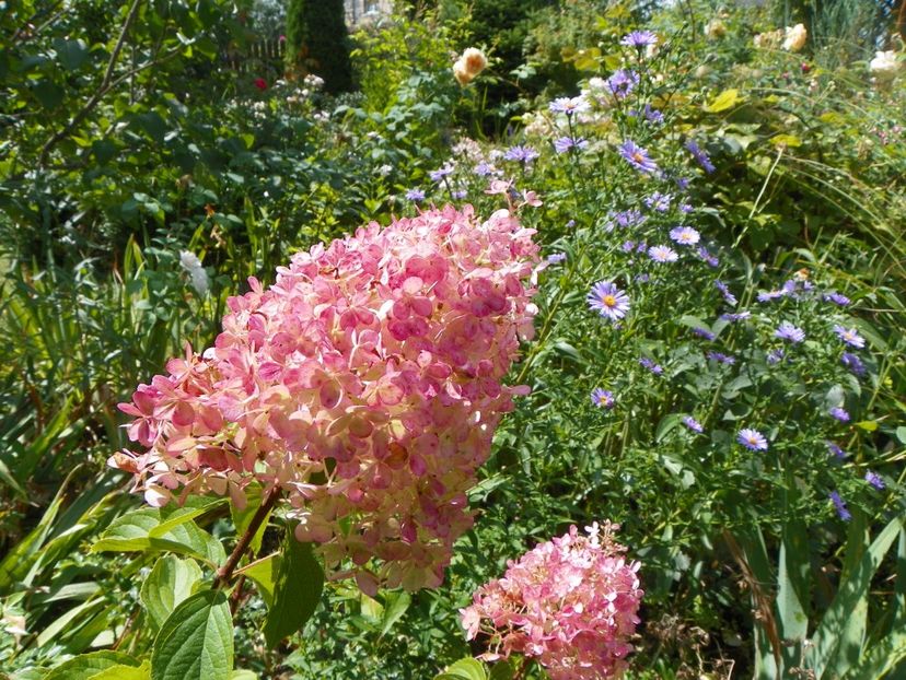 hydrangea pan. Vanille Fraise - Copacei si arbusti 2017