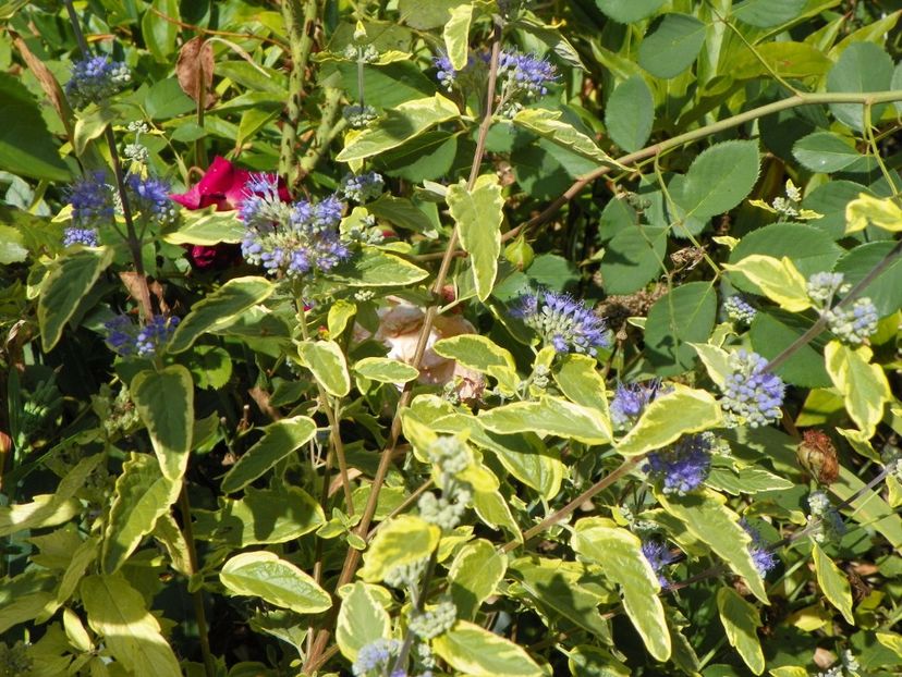 caryopteris cland. Worcester Gold - Copacei si arbusti 2017