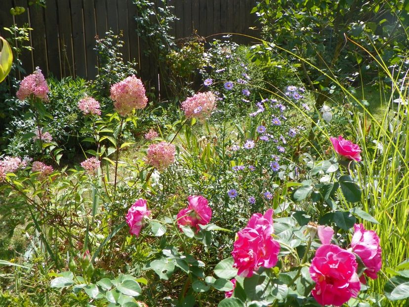 28 aug 008 - Gradina 2017