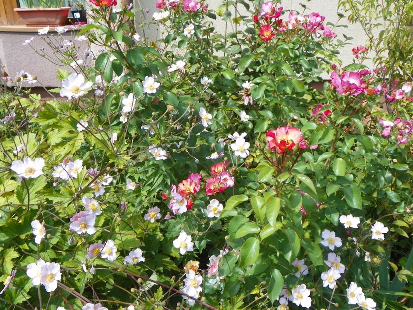 28 aug 026 - Gradina 2017