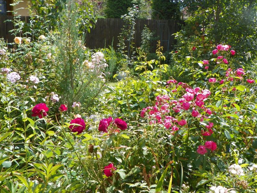 28 aug 029 - Gradina 2017