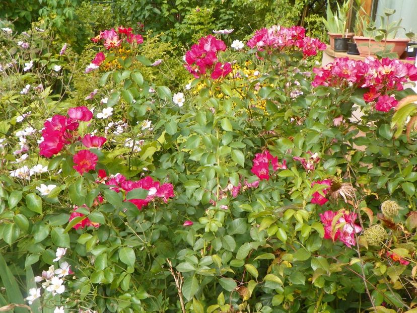 28 aug 130 - Gradina 2017