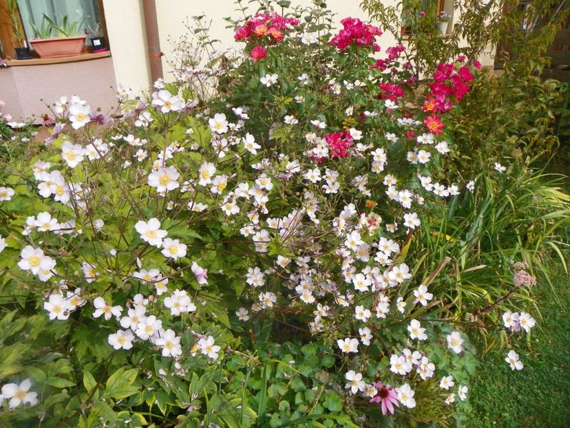 28 aug 133 - Gradina 2017