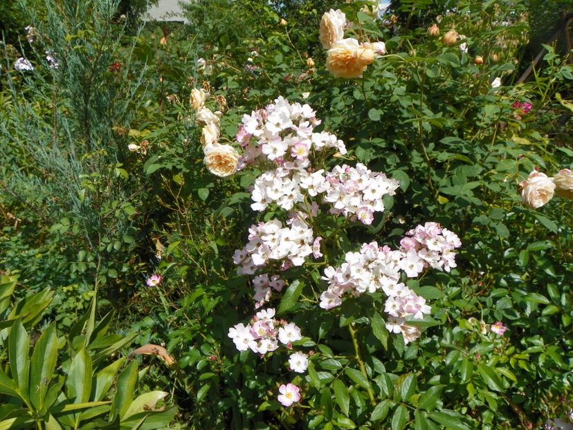 Ballerina si Teasing Georgia - Trandafiri 2017 - II