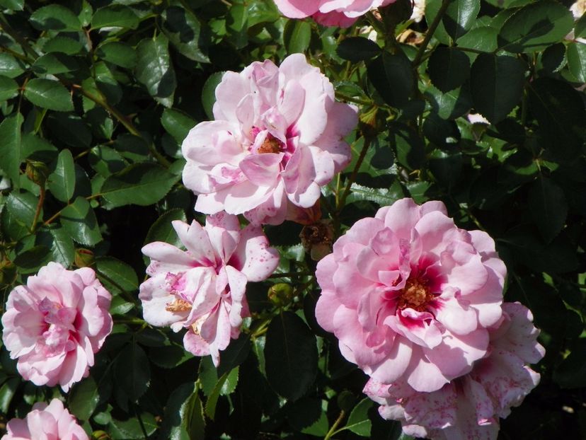 Chewdelight - Trandafiri 2017 - II