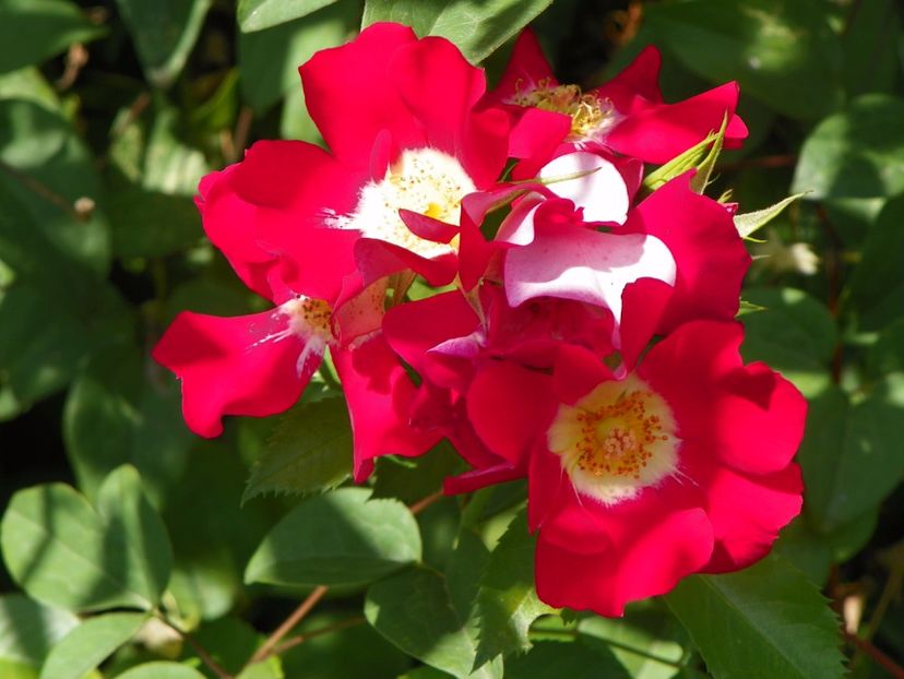 Showmee Music - Trandafiri 2017 - II