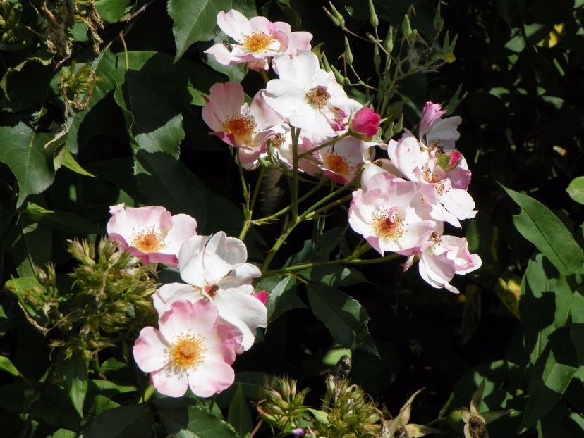 Rosy Cushion - Trandafiri 2017 - II