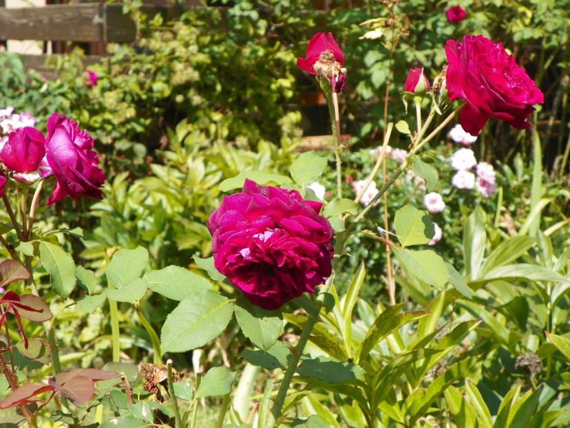 Munstead Wood - Trandafiri 2017 - II