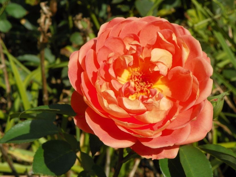 Pat Austin - Trandafiri 2017 - II