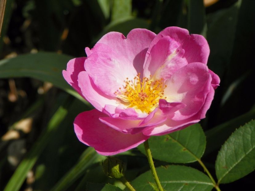 Escapade - Trandafiri 2017 - II