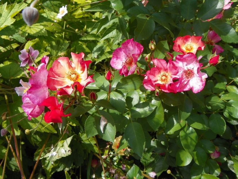 Pretty Sunrise - Trandafiri 2017 - II