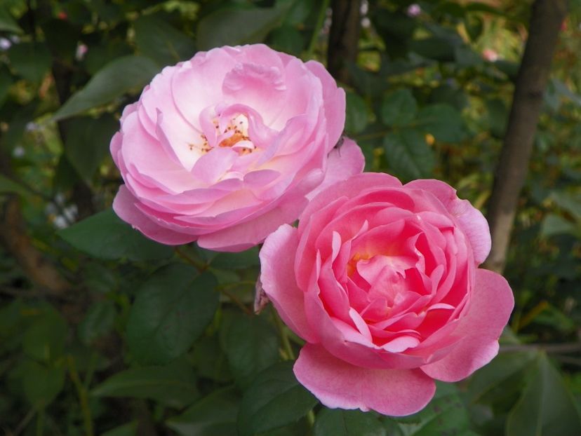 Scepter'd Isle - Trandafiri 2017 - II