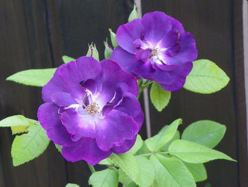 Rhapsody in Blue - Trandafiri 2017 - II