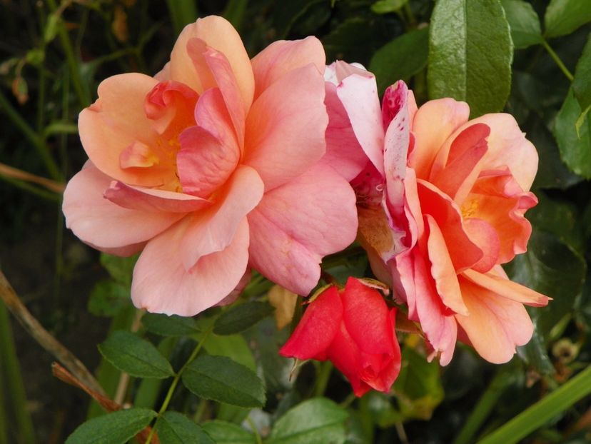 Aprikola - Trandafiri 2017 - II