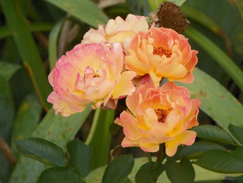 Bessy - Trandafiri 2017 - II