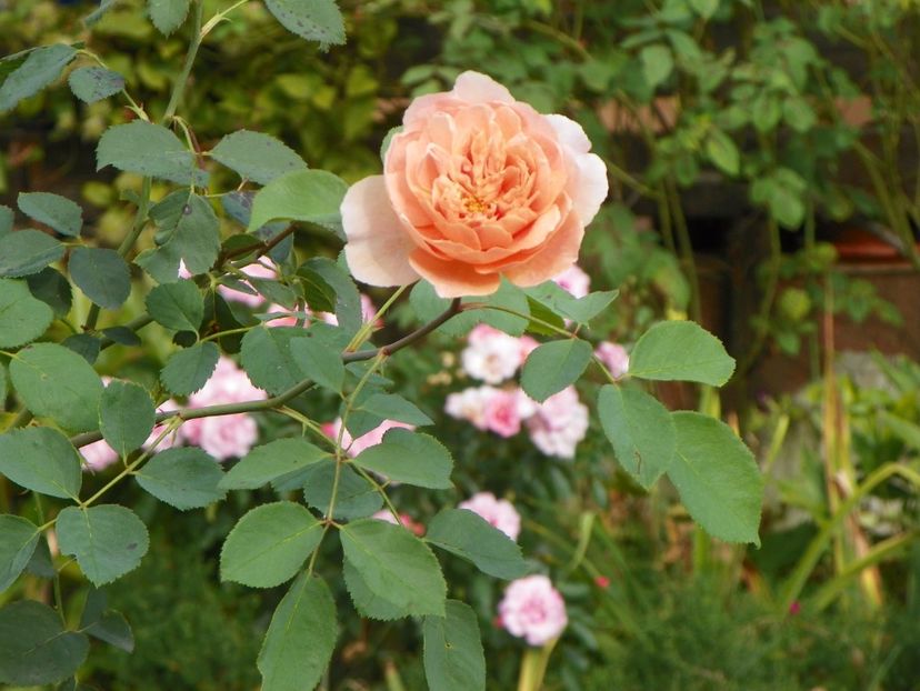 Tea Clipper - Trandafiri 2017 - II