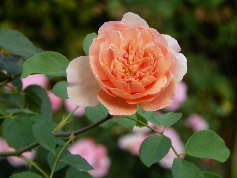 Tea Clipper - Trandafiri 2017 - II