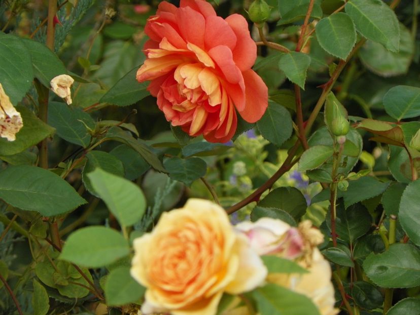 Pat Austin si Teasing Georgia - Trandafiri 2017 - II