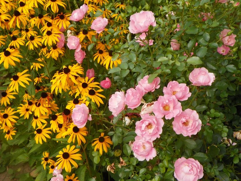 Sommerwind - Trandafiri 2017 - II