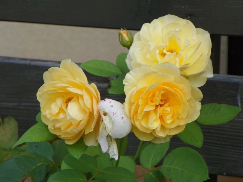 Graham Thomas - Trandafiri 2017 - II