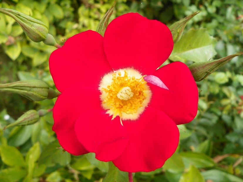 Showmee Music - Trandafiri 2017 - II