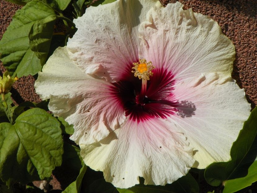 28 aug 001 - Vara 2017