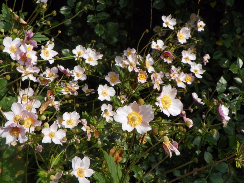 28 aug 128 - Vara 2017