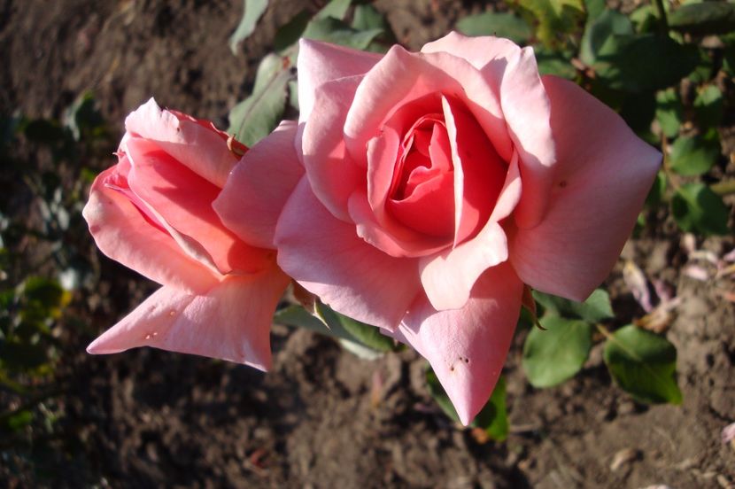  - Comtesse de Vandal