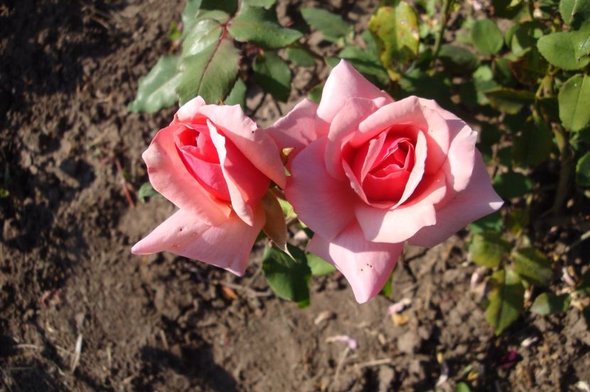  - Comtesse de Vandal