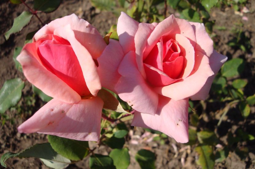  - Comtesse de Vandal