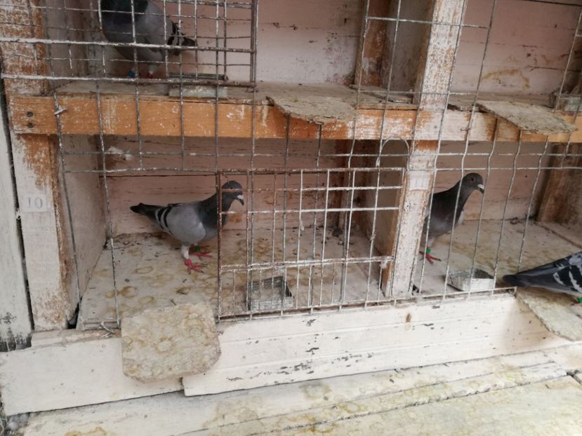  - 30-08-2017 Curatenia de toamna