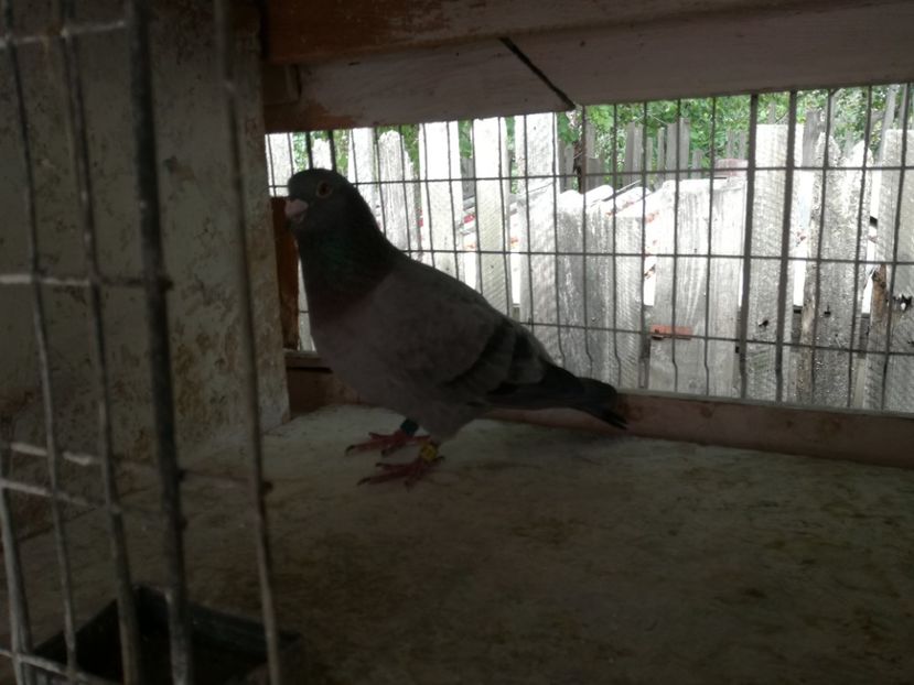  - 30-08-2017 Curatenia de toamna