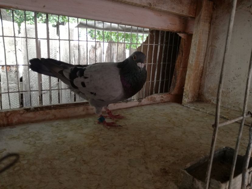  - 30-08-2017 Curatenia de toamna